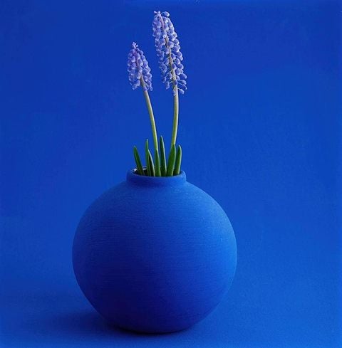 Grape hyacinth in a blue vase