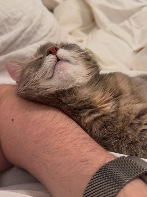 Cat asleep on an arm