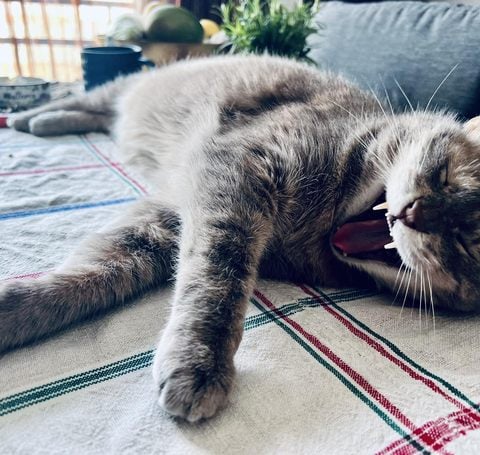 Cat lounging on a blanket