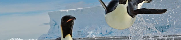 Penguin - Emperor penguin