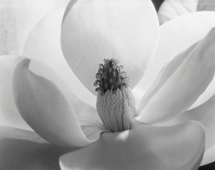 Magnolia Blossom - Art museum