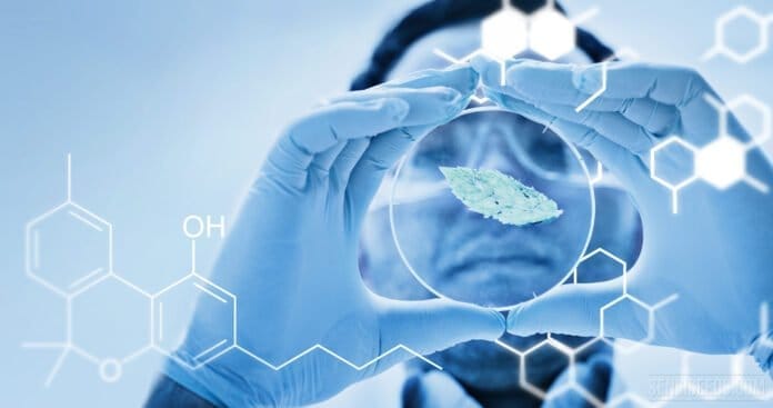 Cannabinoid - Cannabinol