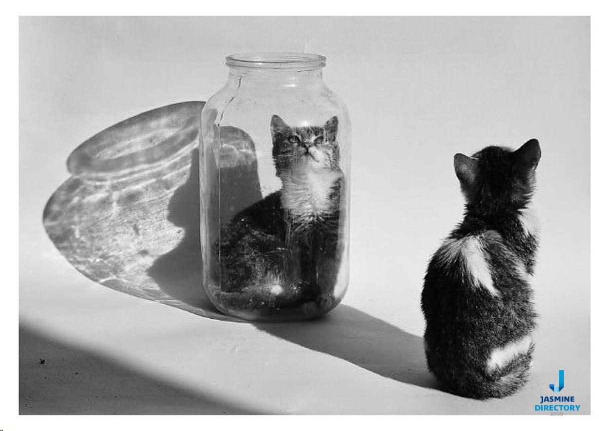 A cat looking to another one which is placed into a glass jar