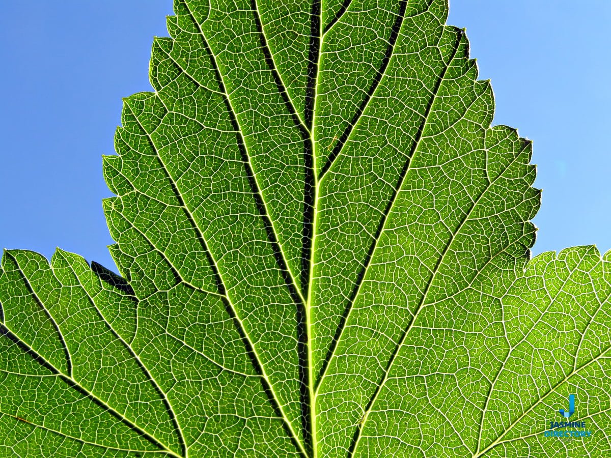 A green leaf, Symmetrical