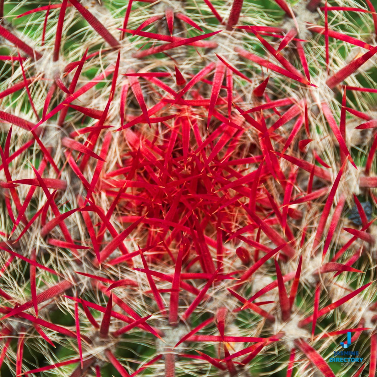 Cactus with red spines