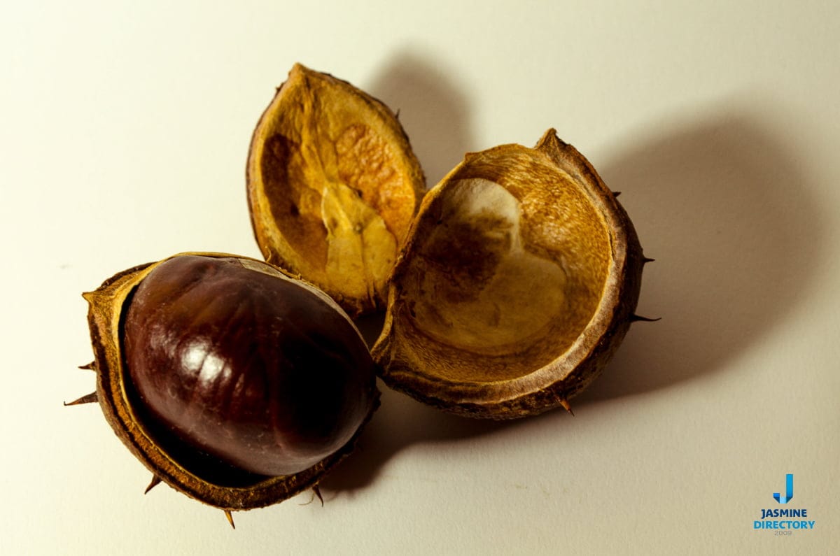 Chestnuts on white background