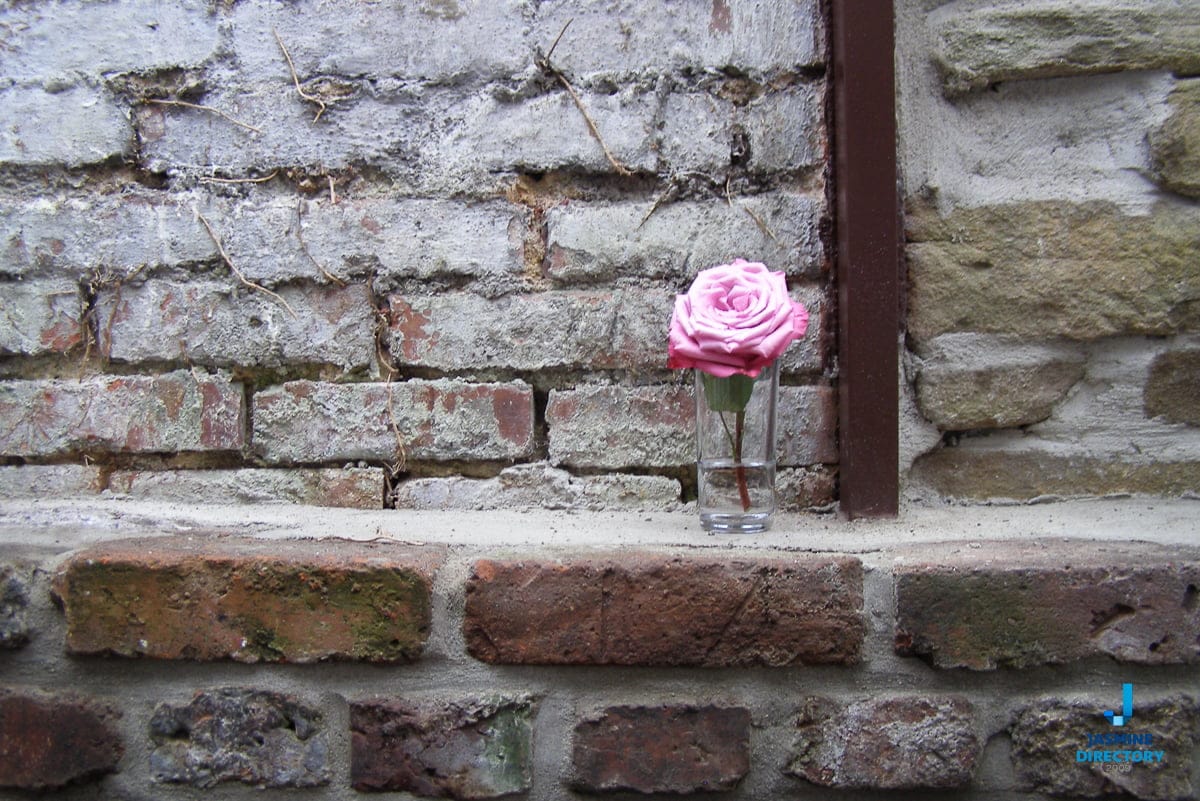 A pink rose in a glass of water