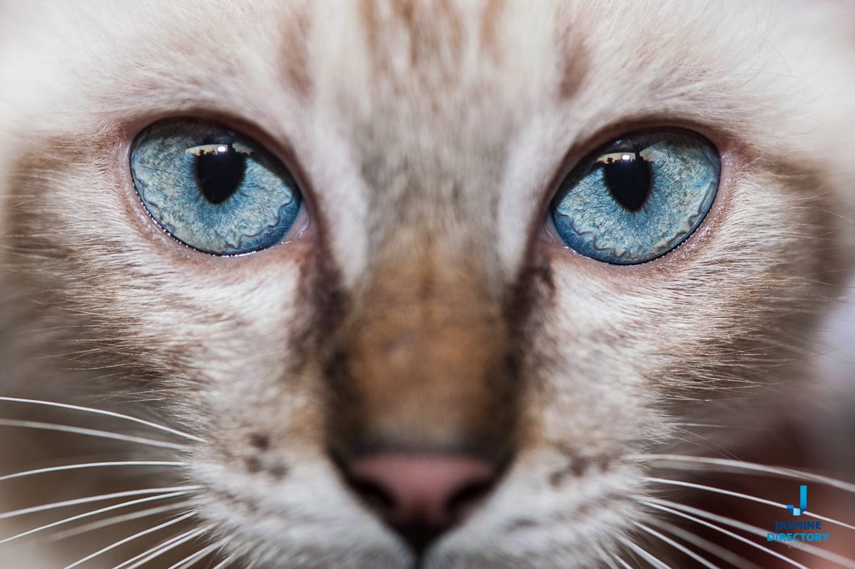 Close-up o a cat with blue eyes