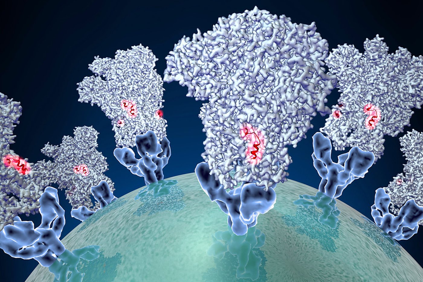 Coronavirus - Electron microscope