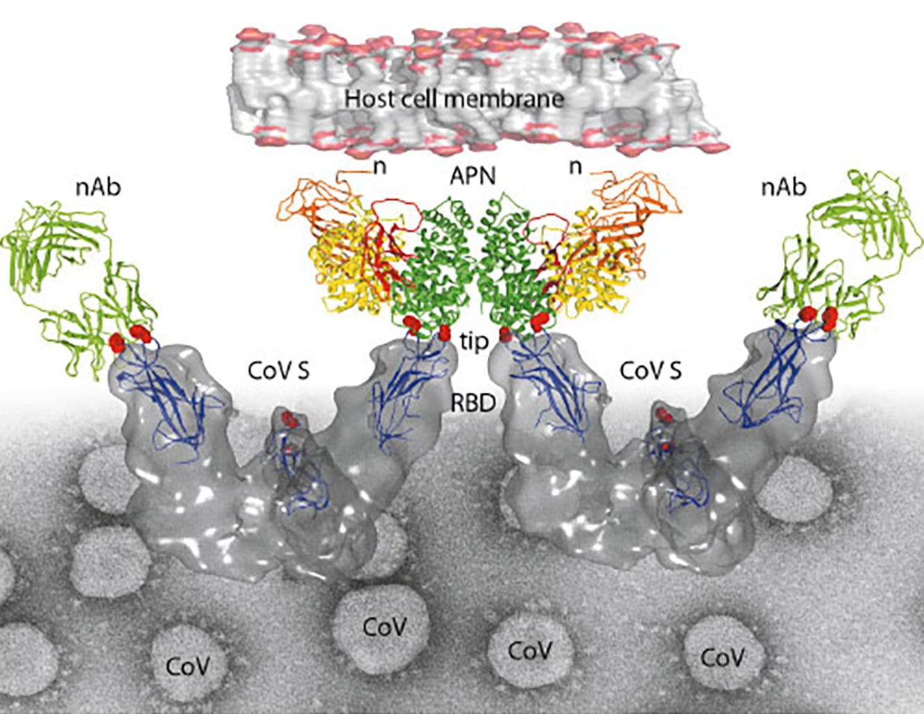 Structural view of coronavirus cell entry and neutralisation