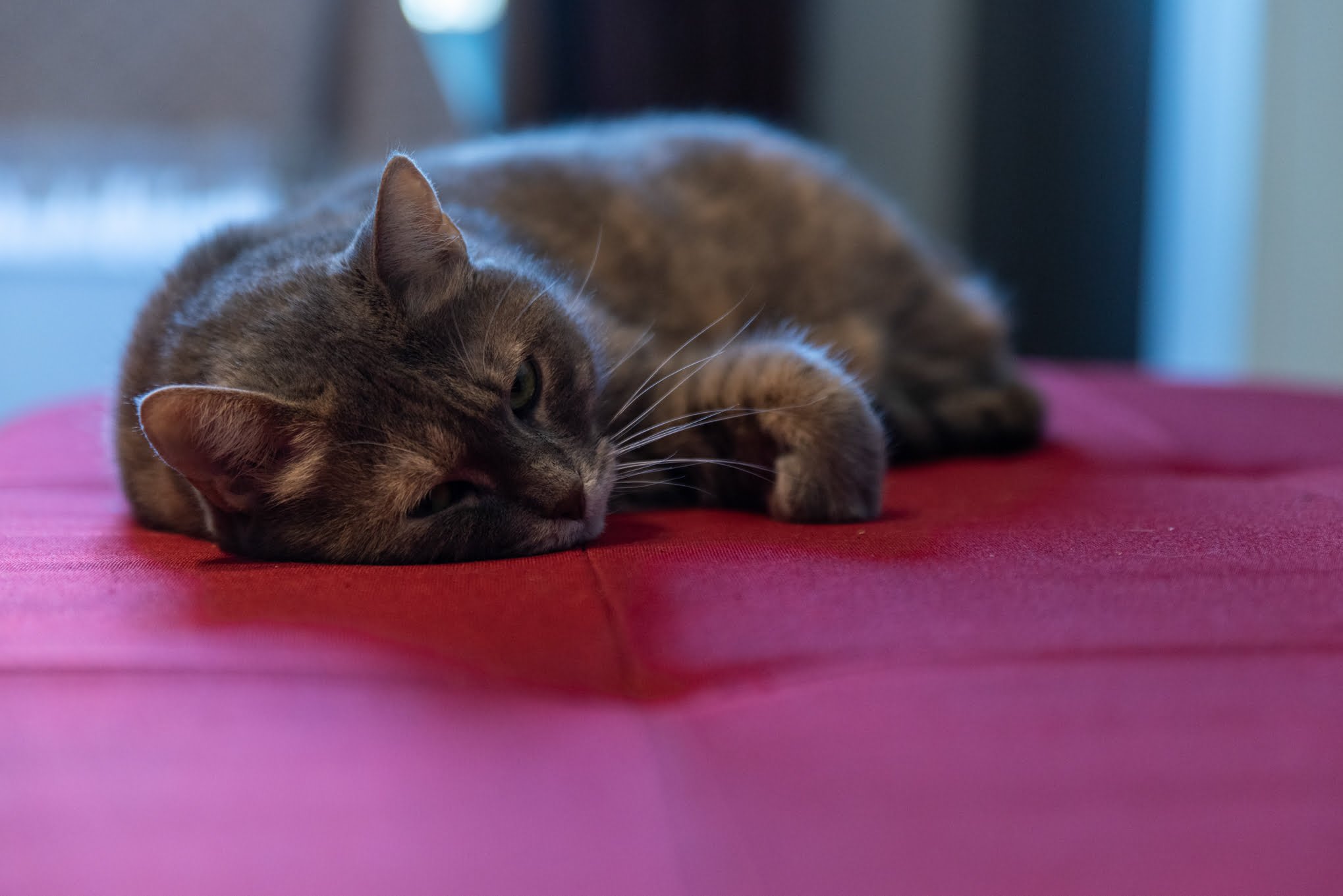 Cat Sleeping on a red sofa
