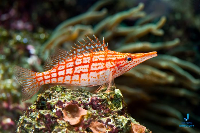 Amazing Underwater-Stock-Photograph-24