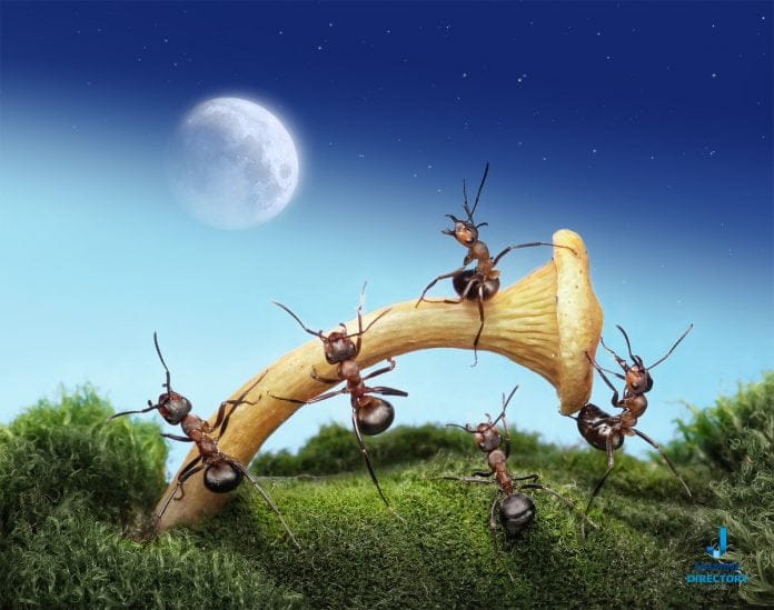 World of Ants-isolated-closeoup-on-white-background