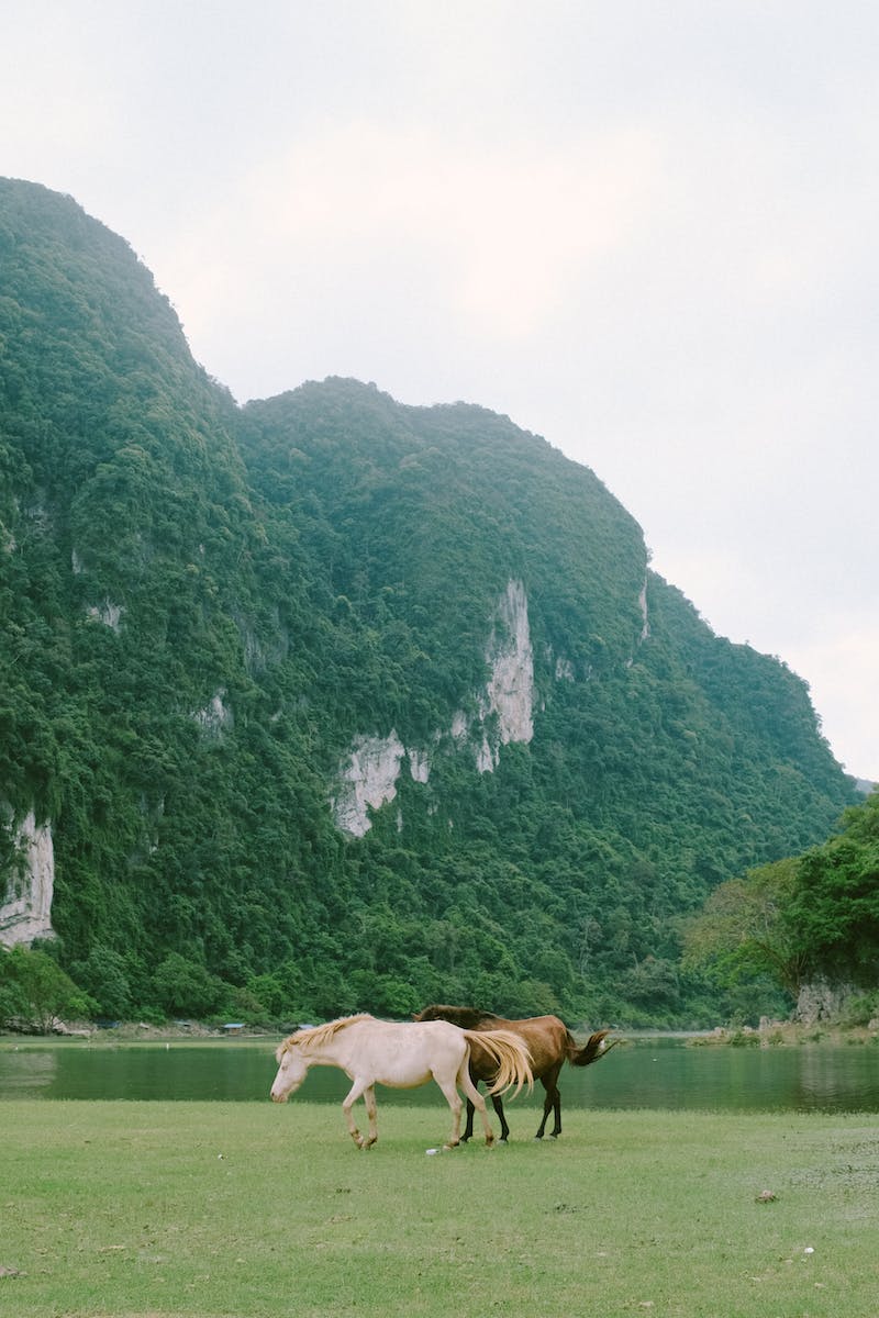 Photo by Thanh Luu Free stock photo of animal, blue lake, horses