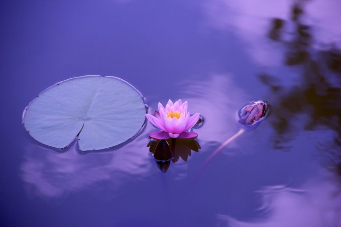 lotus, flower background, flower