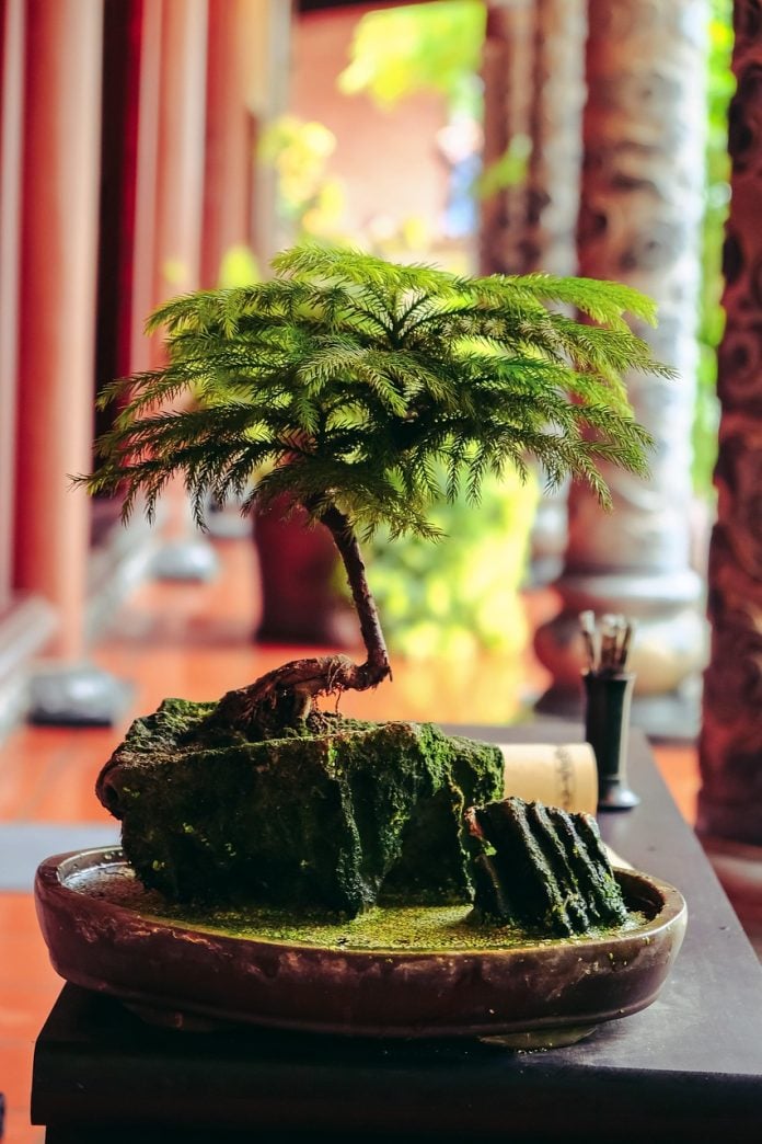 tree, bonsai, botany, care, nature, life, earth, growth