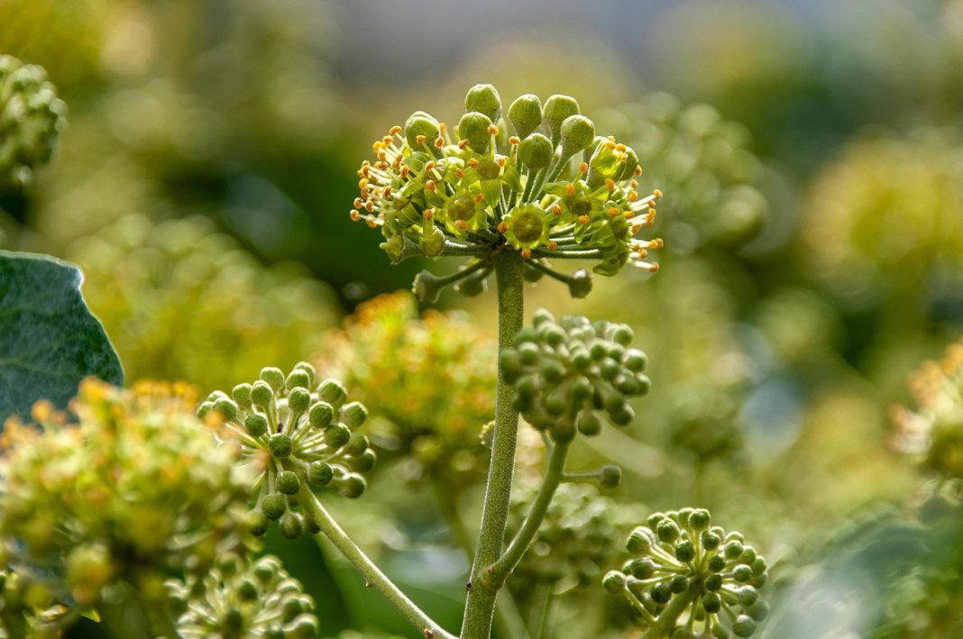 ivy, plant, nature, blooms, flora, flowers background, plant, plant, plant, plant, plant, nature, flora, flora, flora, flora, flora, flowers background