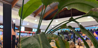 Directories as “Trust Anchors”: Combating AI Hallucinations