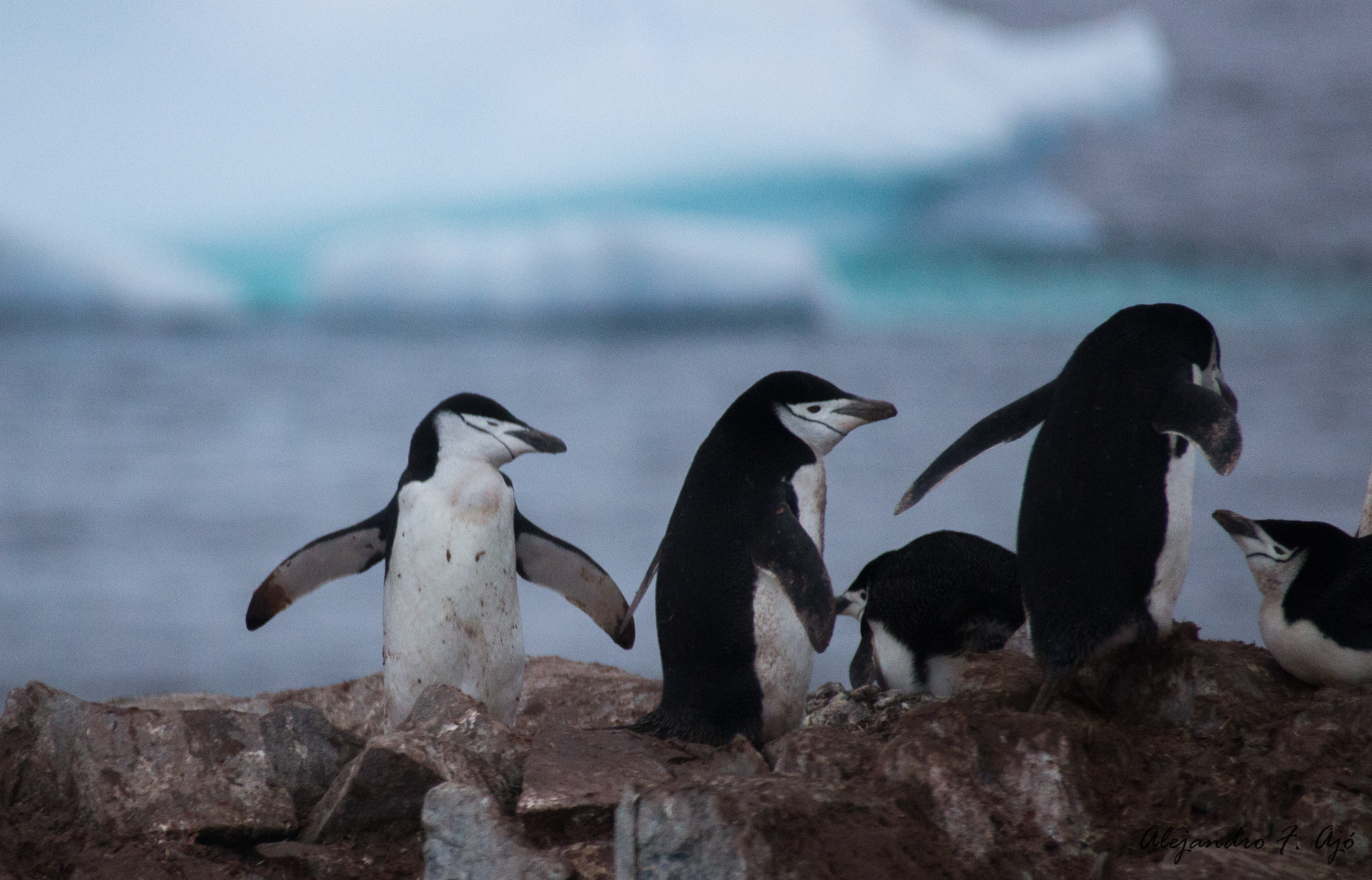 Local Business Listing