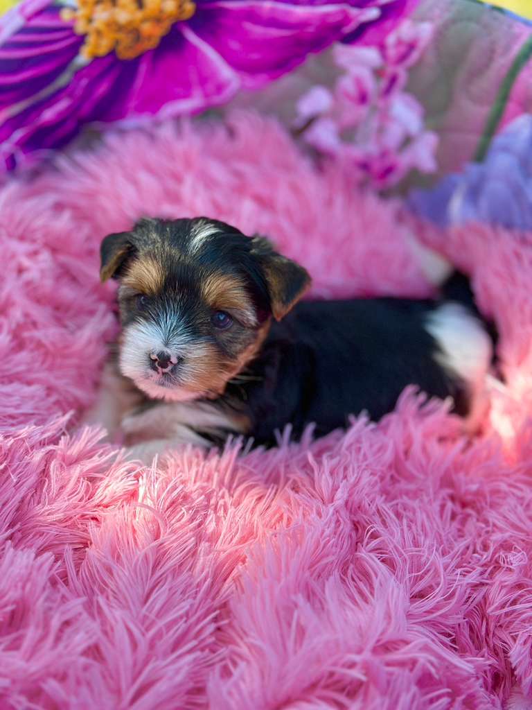 Local Business Listing