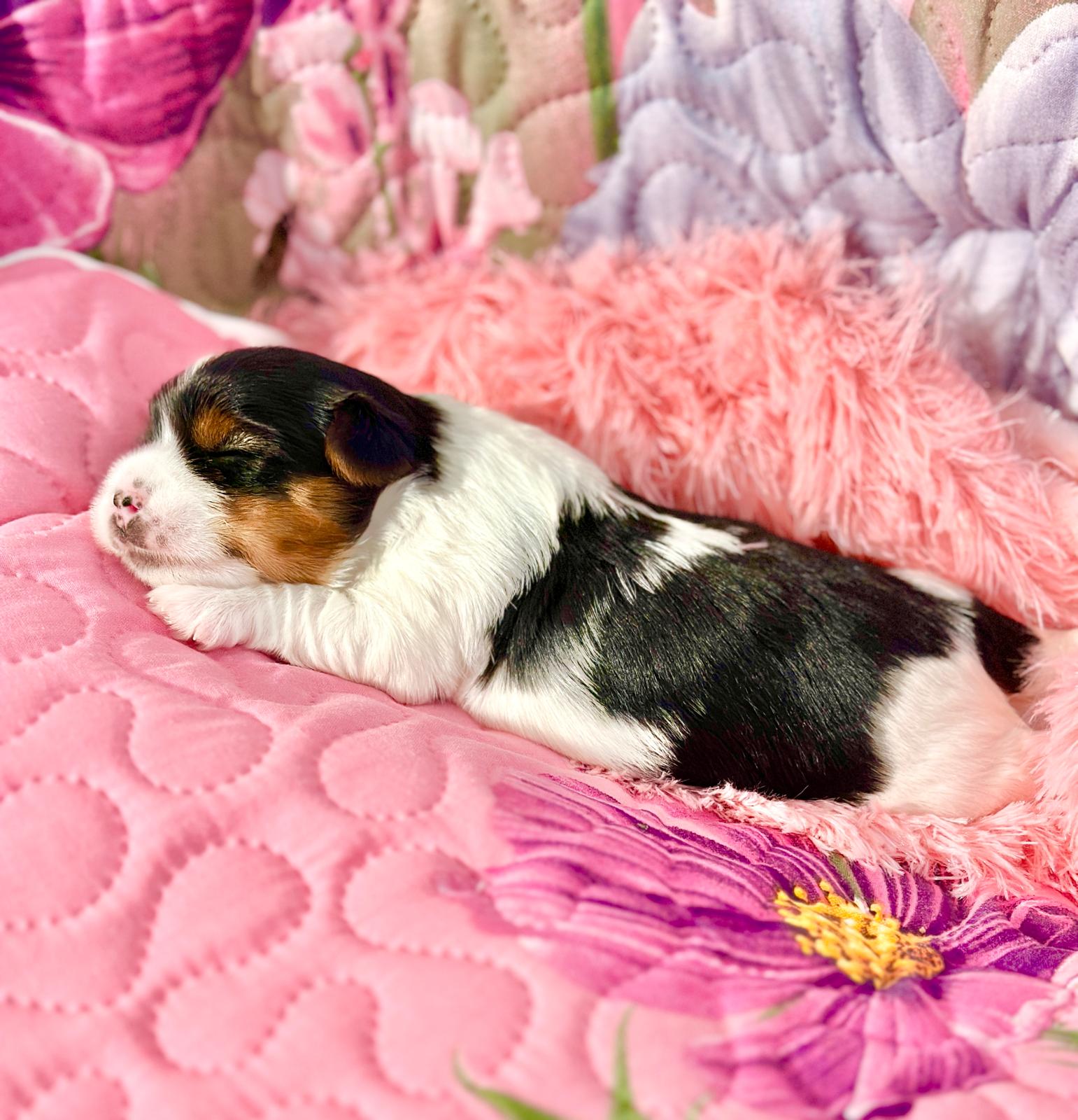 Local Business Listing