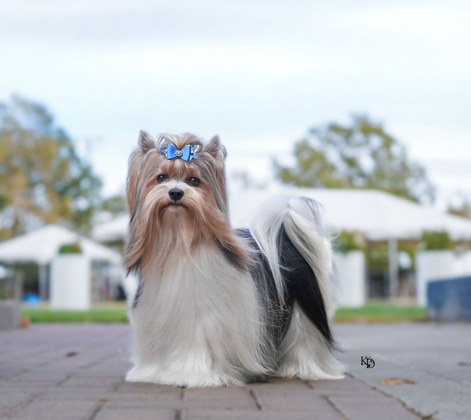 Local Business Listing