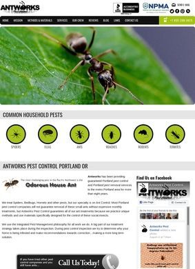 All About Ants