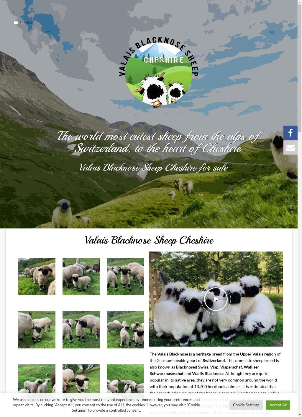 Valais Blacknose Sheep Cheshire